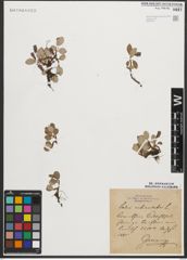 Foto von Salix reticulata L.